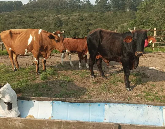 Vendo lotes de ganado
